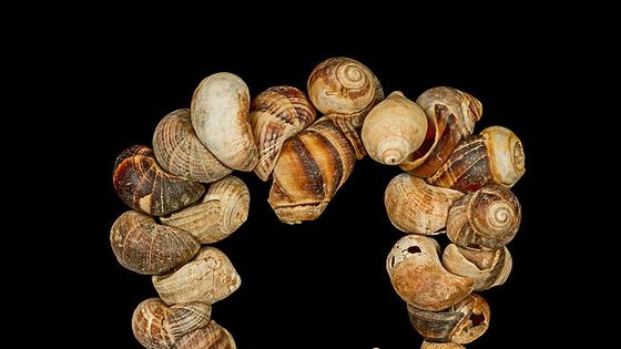 La Parure en coquillage de Cro-Magnon. (Littorina littorea (Bigorneau) et Nucella lapillus (Pourpre de l'Atlantique)) Étage : Gravettien (de - 32 000 Ma à - 22 000 ans avant notre ère) Localité : Les Eyzies-de-Tayac-Sireuil, Dordogne, France. - Wikicommons/Didier Descouens