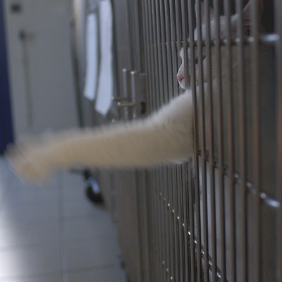 Chat en cage chez le vétérinaire
