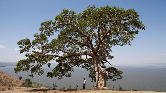 Un grand figuier en Ethiopie ©AFP - Antoine BOUREAU / Photononstop