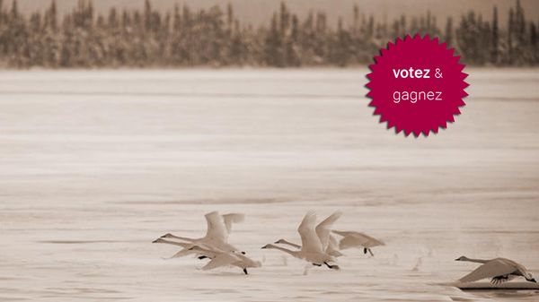 Quelle est la meilleure version de Cantus Arcticus d'Einojuhani Rautavaara ?