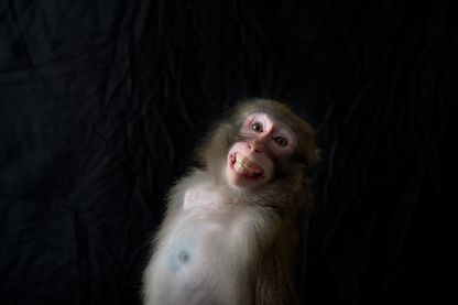 Les animaux sont beaucoup plus intelligents qu'on ne l'a jamais pensé. Les animaux sont beaucoup plus intelligents qu'on ne l'a jamais pensé.