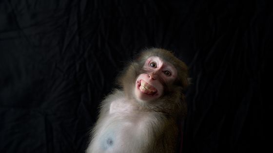 Les animaux sont beaucoup plus intelligents qu'on ne l'a jamais pensé. ©Getty - Ryouchin