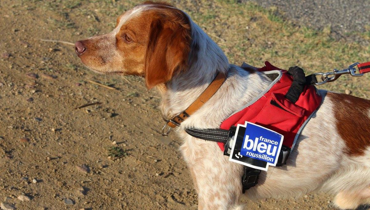 Mon Chien Aboie Quand Il Est Seul C'est bon à savoir : Mon chien aboie quand il est seul.