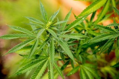La consommation de cannabis réduirait les chances de faire des études secondaires ? La consommation de cannabis réduirait les chances de faire des études secondaires ?