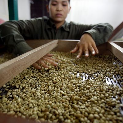 Une femme vérifie des grains de café dans une fabrique de café à Hanoï, Vietnam, 22 novembre 2016.