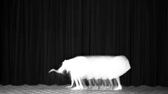 Guillaume Martial, L’éléphant, de la série Animalocomotion, 2015 Epreuve Duratrans et boîte lumineuse 20 x 30 cm, édition de 3 - Guillaume Martial, Courtesy Galerie Esther Woerdehoff