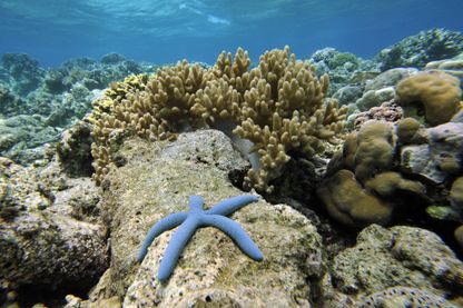 Les richesses menacées de nos océans Les richesses menacées de nos océans