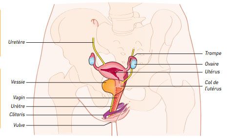 La représentation du clitoris et de sa double arche, dans le manuel de SVT des éditions Magnard