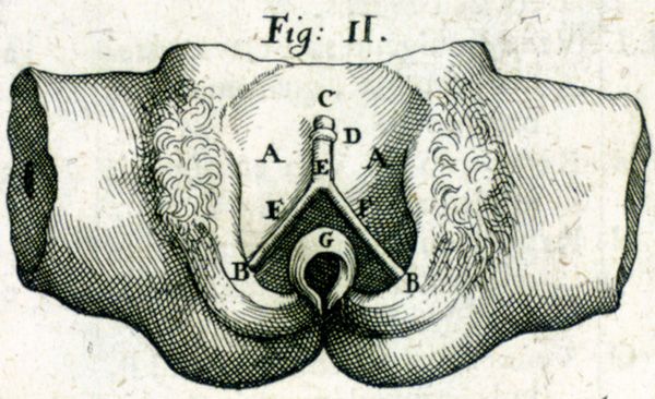 "Semi-écorché d'une jeune fille", par l'anatomiste Giulio Cesare Casseri, 1600