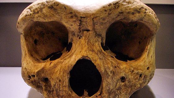 "Broken Hill Skull" from Kabwe, Zambia (replica, Museum Mauer, near Heidelberg, Germany). Type specimen of Homo rhodesiensis, renamed as Homo erectus, also sometimes named Homo heidelbergensis or "archaic Homo sapiens". - Wikicommons/Gerbil