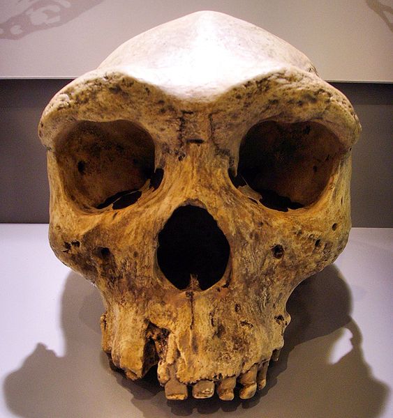 "Broken Hill Skull" from Kabwe, Zambia (replica, Museum Mauer, near Heidelberg, Germany). Type specimen of Homo rhodesiensis, renamed as Homo erectus, also sometimes named Homo heidelbergensis or "archaic Homo sapiens".