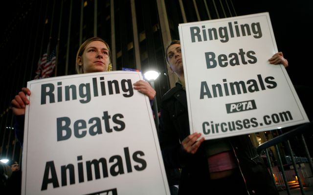 Chaque spectacle du cirque Barnum était accueilli par des défenseurs de la cause animale.