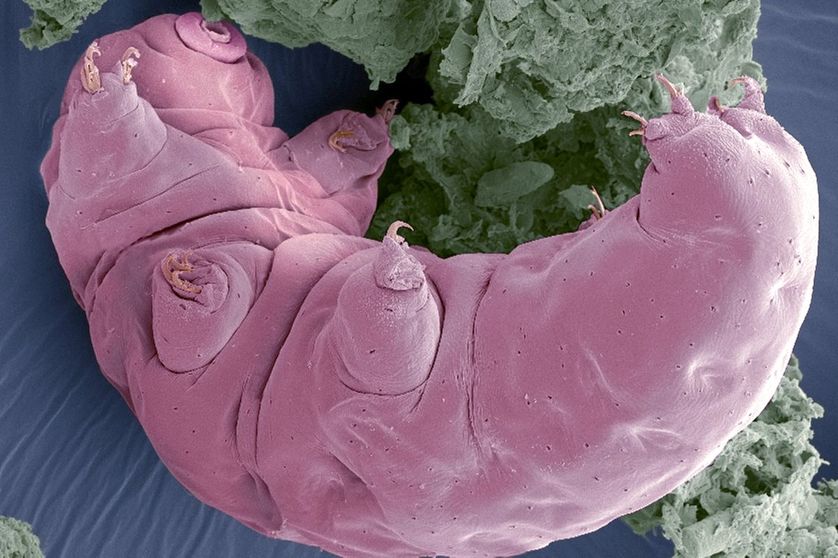 Le tardigrade : un animal aux incroyables capacités de survie