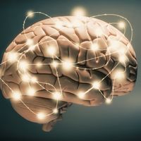 Le cerveau, comme vous n'en avez encore jamais entendu parler