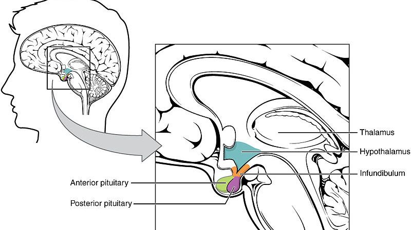 L'horloge biologique, circadienne (de période proche d'un jour), siège dans l'hypothalamus. Elle peut être perturbée par la lumière bleue de nos écrans de téléphone ou d'ordinateur...