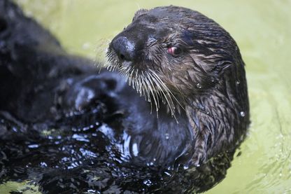 Pour son expérience, comme une loutre, Charles Foster a nagé dans des rivières du Devon Pour son expérience, comme une loutre, Charles Foster a nagé dans des rivières du Devon