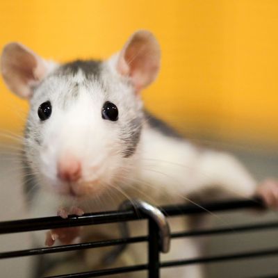 Qu'est-ce qui permet de déterminer si une espèce comme le rat peut avoir un orgasme ?