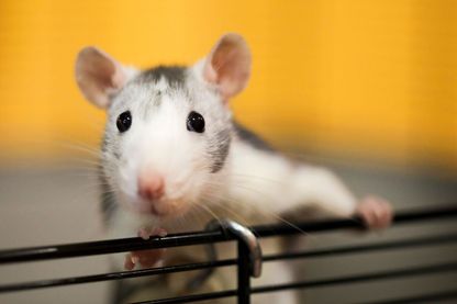 Qu'est-ce qui permet de déterminer si une espèce comme le rat peut avoir un orgasme ? Qu'est-ce qui permet de déterminer si une espèce comme le rat peut avoir un orgasme ?