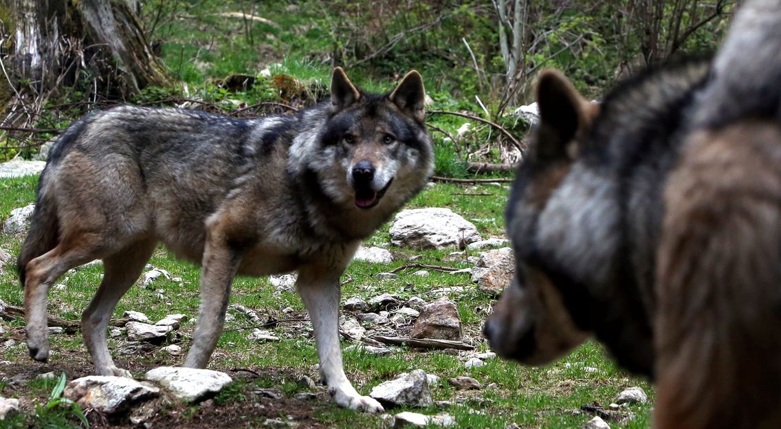 Comment S Appelle La Femelle Du Loup Un quarantième loup a été abattu