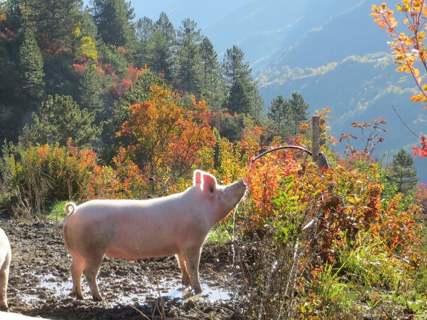 Libres, bio, les cochons de la ferme Lavancia sont irrésistibles -