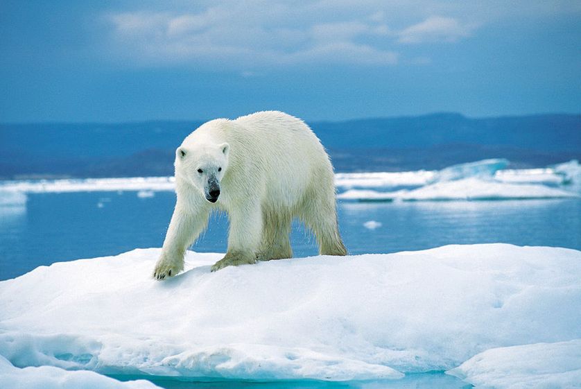 Comment l'ours polaire a conquis la banquise