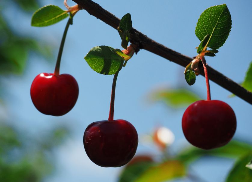 Cerises dans un verger de Russie
