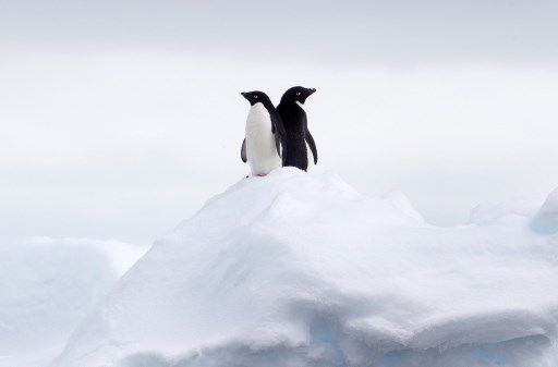 Deux pingouins sur la banquise en Antarctique