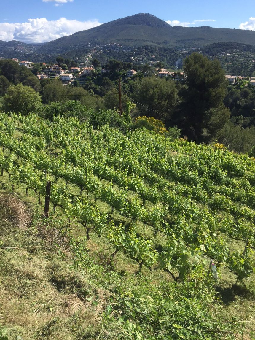 Grandie comme les enfants avec les soins attentifs de Nathalie et Jean Patrick, le vignoble s'épanouit.