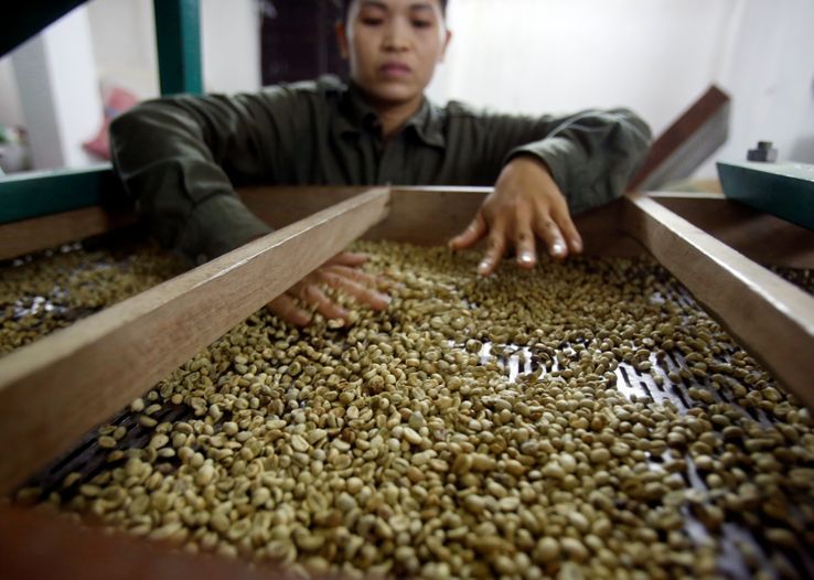 Une femme vérifie des grains de café dans une fabrique de café à Hanoï, Vietnam, 22 novembre 2016