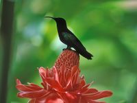 Rose de porcelaine (Nicolaia elatior) et colibri sur l'île de la Martinique aux Antilles françaises.
