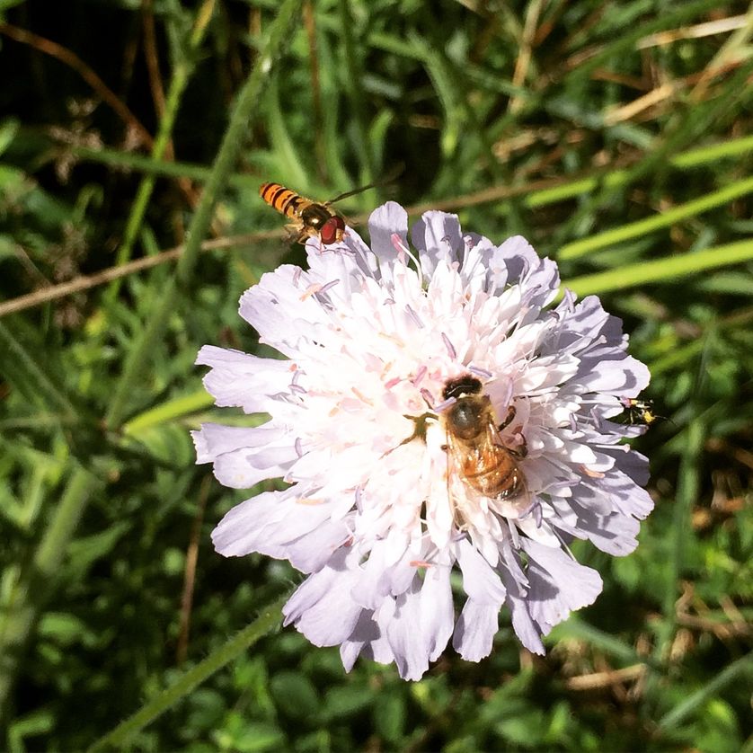 À l'Office des insectes et de l'environnement.