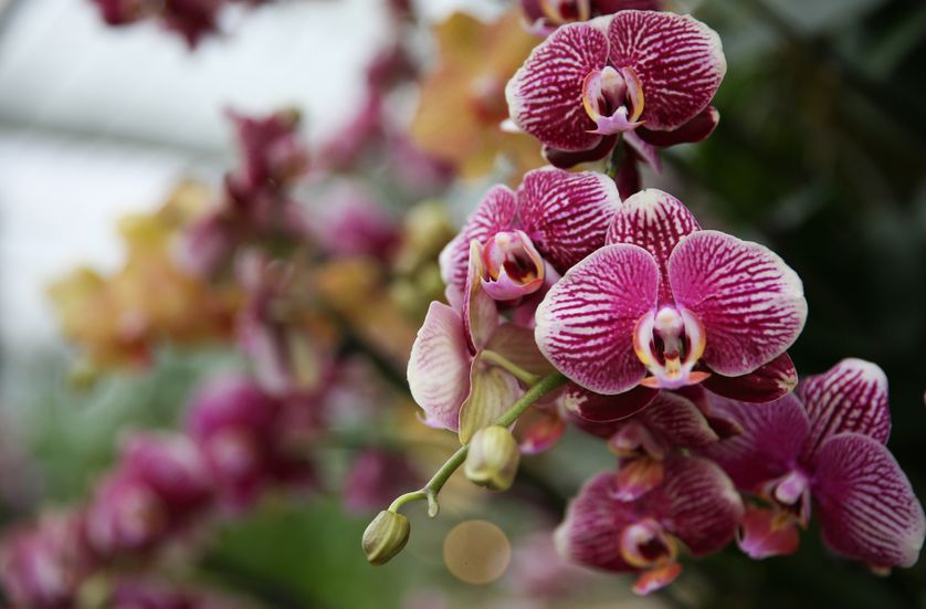 Orchids are pictured during a photocall for the 'Orchid Festival' at the Royal Botanic Gardens in Kew, west London on February 2, 2017.