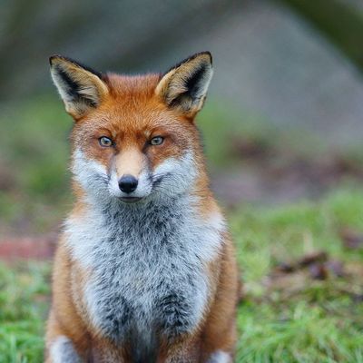 Un renard roux