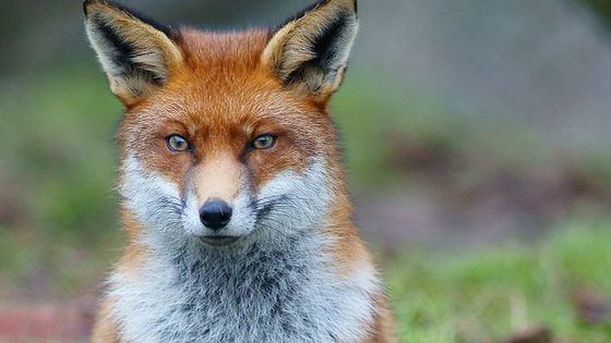 Un renard roux
