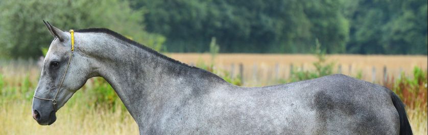 akhal-teke.fr