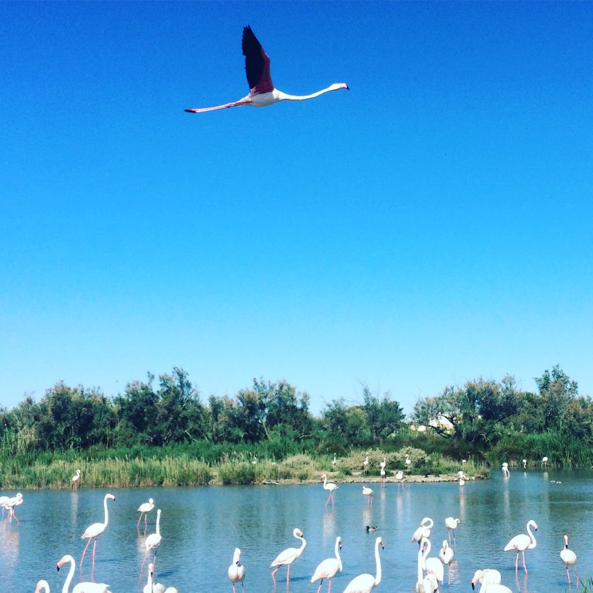 Au parc ornithologique du Pont de Gau, Camargue.
