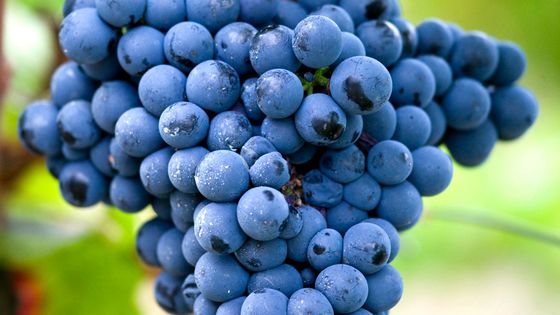 GRAPPE, RAISIN ROUGE, CEPAGE BRAUCOL, VIGNOBLE DE GAILLAC ©AFP - Philippe Roy / Aurimages