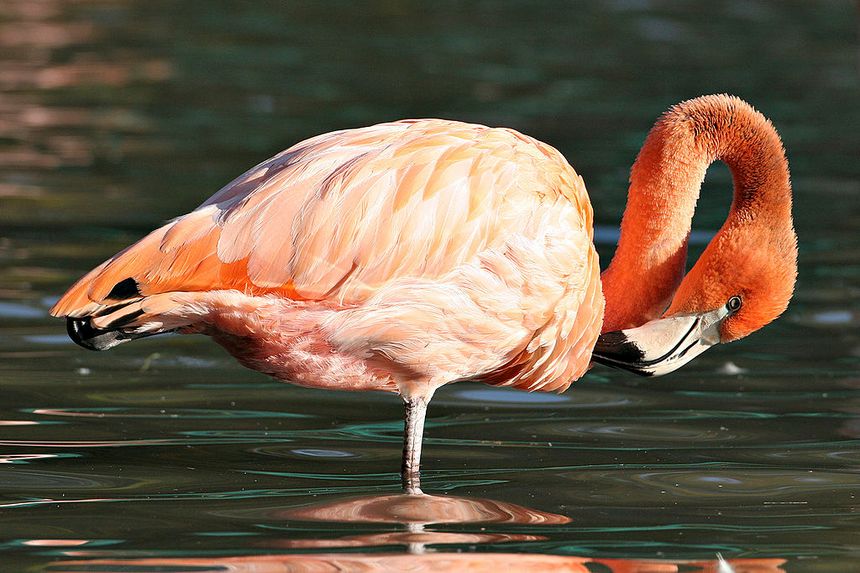 Pourquoi Les Flamants Roses Se Tiennent Sur Une Patte