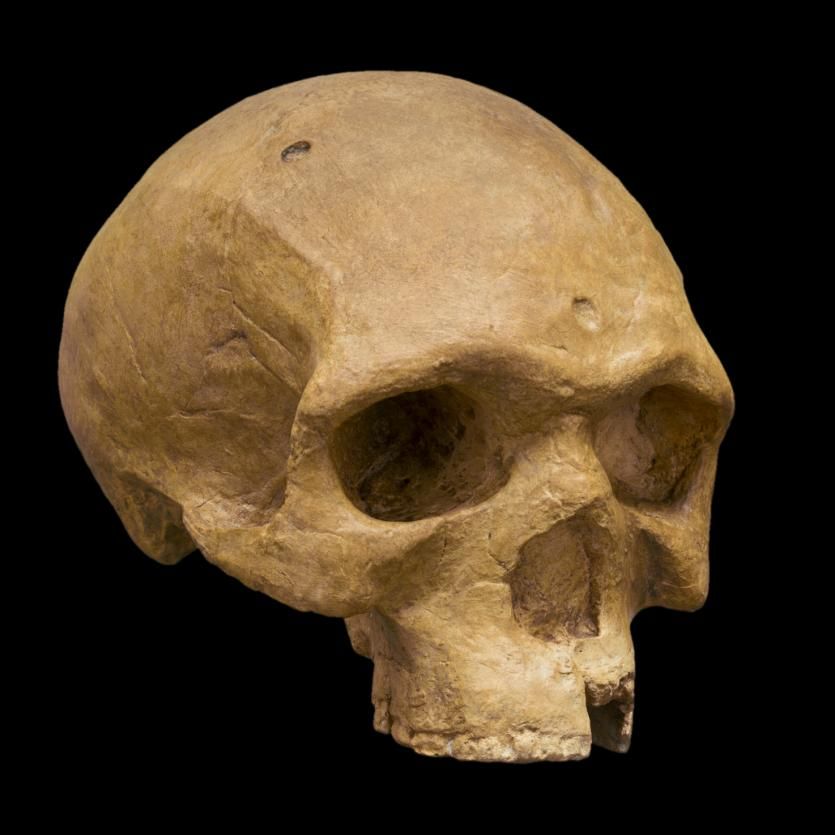 Le crâne de l'homme de Florisbad découvert en 1932 près de Bloemfontein en Afrique du Sud : 260 000 ans d'ancienneté, des caractéristiques et pratiques assez similaires à l'homme de Djebel Irhoud