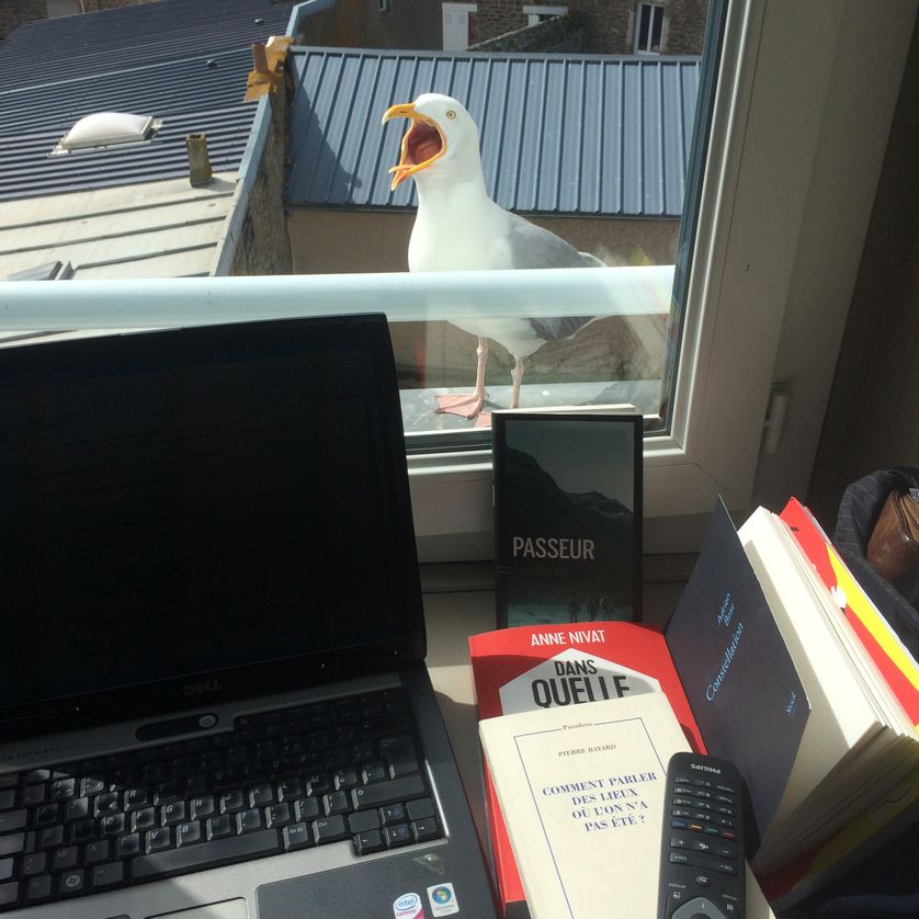 Goéland bibliophile.