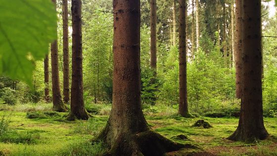 Une forêt ©Getty - Robert Kneschke / EyeEm
