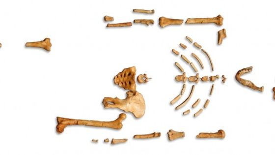 Ossements de Lucy - Public Domain
