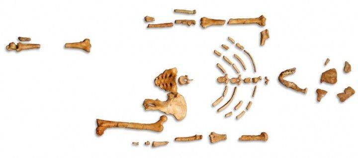 Ossements de Lucy