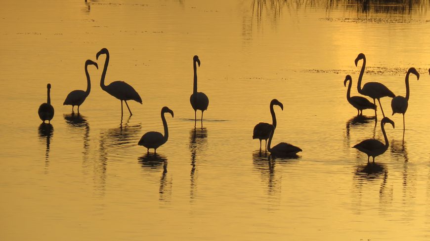 Pourquoi Les Flamants Roses Se Tiennent Sur Une Patte
