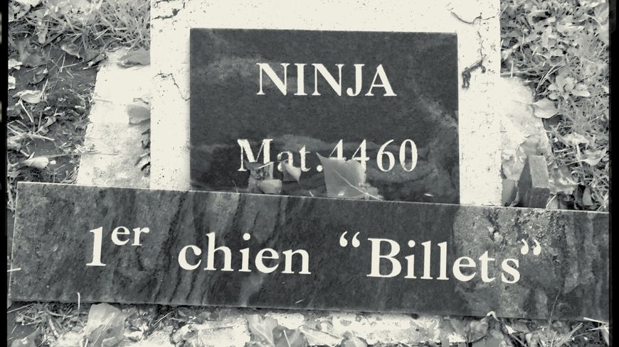 Au cimetière, la tombe du 1er chien billets