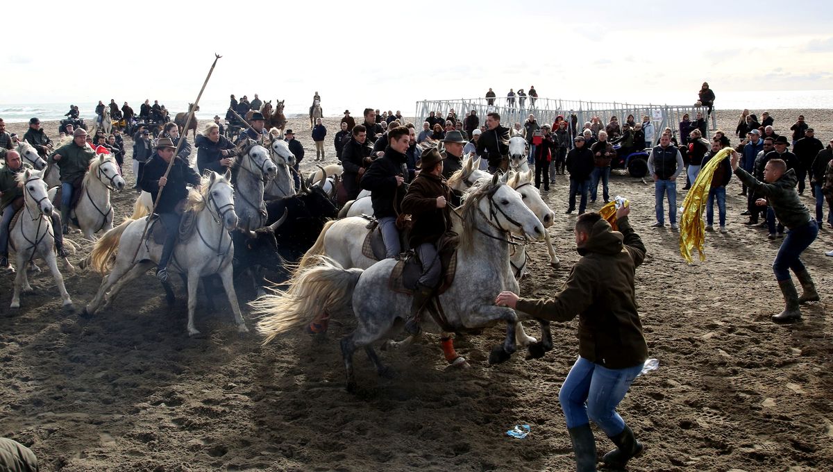 Un Taureau Sauve De La Noyade Par La Vedette Des Sauveteurs En Mer Des Saintes Maries De La Mer