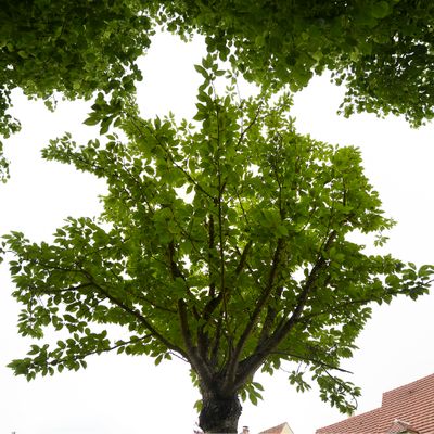 L'arbre en souvenir d'Estelle