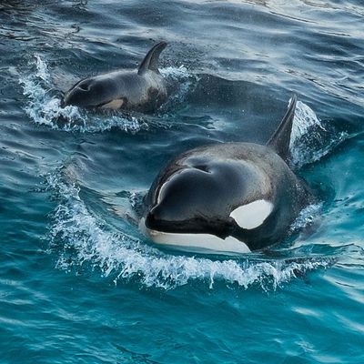 Les orques naissent en captivité dans les parcs aquatiques comme ici à Marineland
