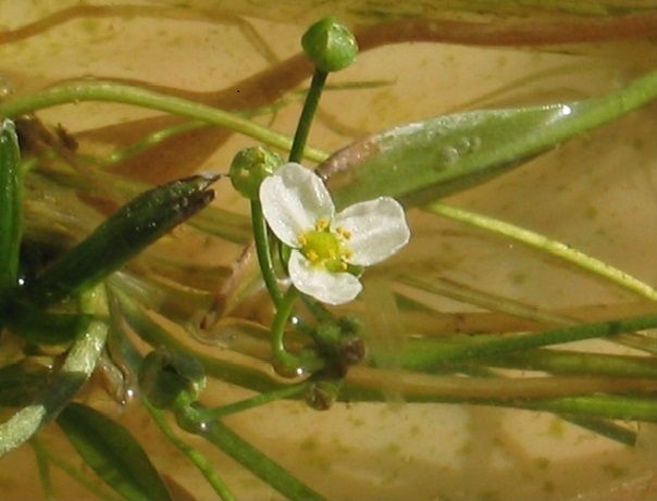 Helanthium zombiense