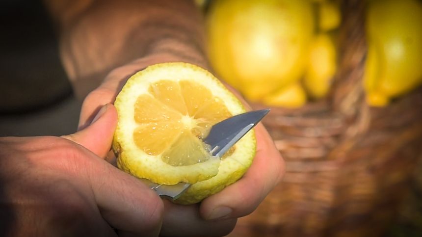 Abandonné par Eve à Menton, le citron a conquis le pays du soleil auquel il ressemble.